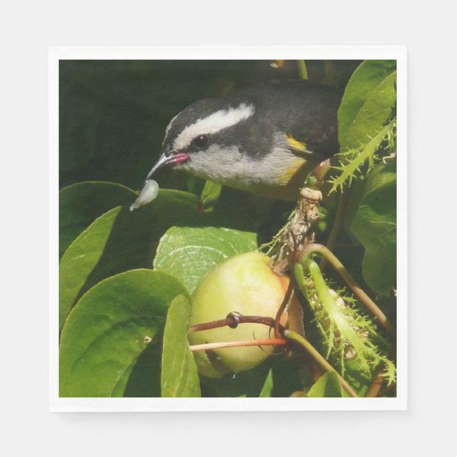 Bananaquit Bird Eating Tropical Photography Pappersservett (Framsidan)