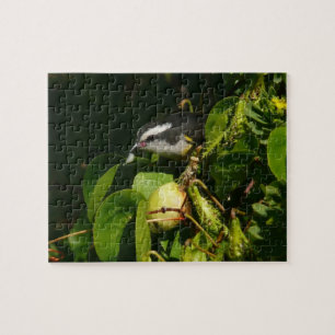 Bananaquit Bird Eating Tropical Photography Pussel