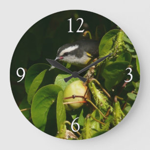 Bananaquit Bird Eating Tropical Photography Stor Klocka