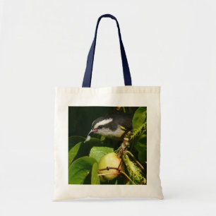 Bananaquit Bird Eating Tropical Photography Tygkasse