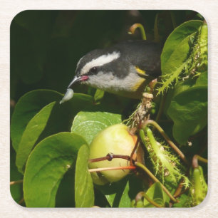 Bananaquit Bird Eating Tropical Photography Underlägg Papper Kvadrat