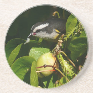 Bananaquit Bird Eating Tropical Photography Underlägg Sandsten