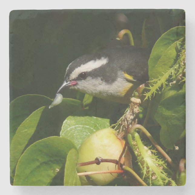 Bananaquit Bird Eating Tropical Photography Underlägg Sten (Framsidan)