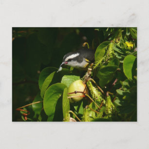 Bananaquit Bird Eating Tropical Photography Vykort