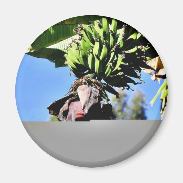 Bananas Fruit Magnet (Framsidan)