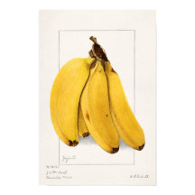 Bananas (Musa) (1904) av Ellen Isham Schutt