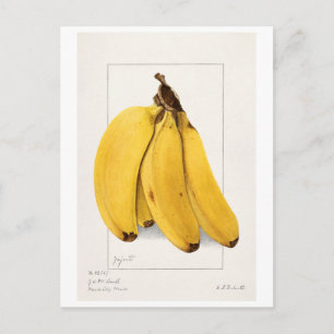 Bananas (Musa) (1904) av Ellen Isham Schutt Vykort