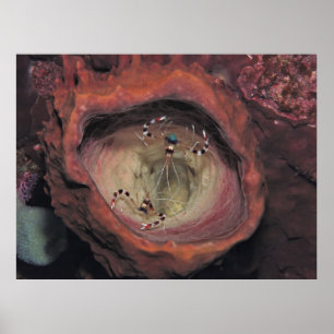 Bananer Cleaner Shrimp Pair Poster