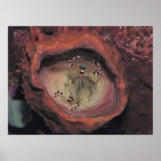 Bananer Cleaner Shrimp Pair Poster (Framsidan)