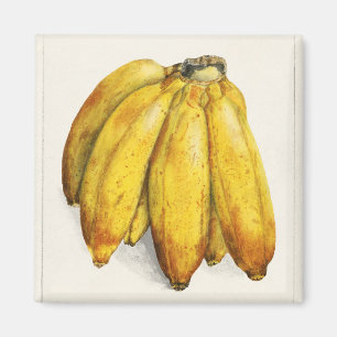 Bananer Magnet
