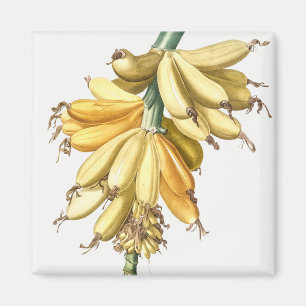 Bananer Magnet