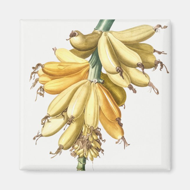 Bananer Magnet (Framsidan)