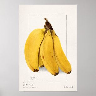 Bananer (Musa) Färgmålning på frukt, vatten Poster