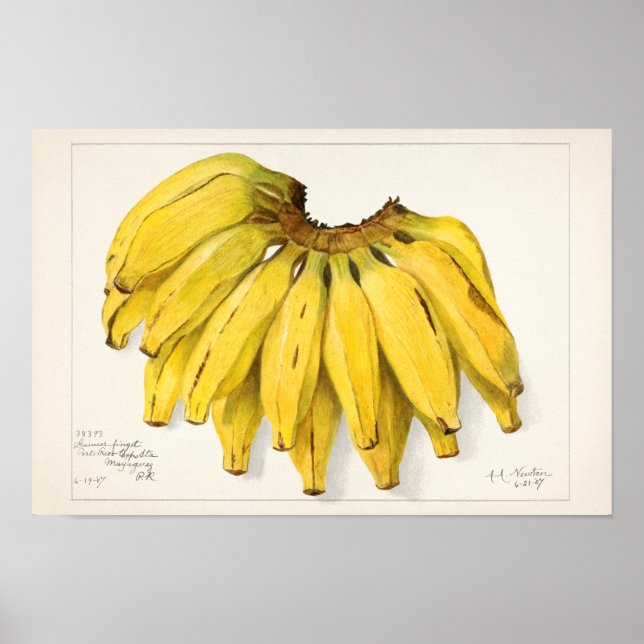Bananer (Musa) Färgmålning på frukt, vatten Poster (Framsidan)