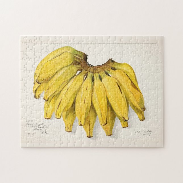 Bananer (Musa) Färgmålning på frukt, vatten Pussel (Horisontell)