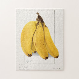 Bananer (Musa) Färgmålning på frukt, vatten Pussel