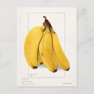Bananer (Musa) Färgmålning på frukt, vatten Vykort