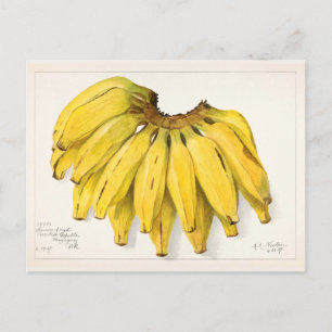 Bananer (Musa) Färgmålning på frukt, vatten Vykort