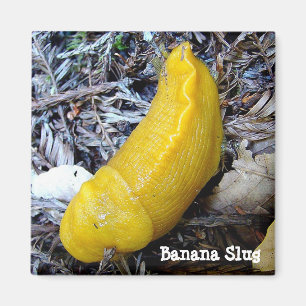 Banankulamagnet Magnet