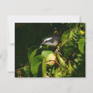 Banankvitfågel som äter tropisk fotografering