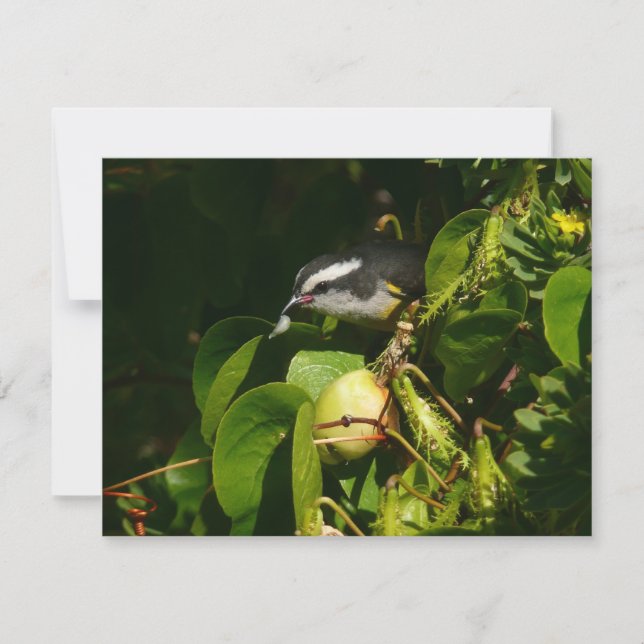 Banankvitfågel som äter tropisk fotografering (Framsida)