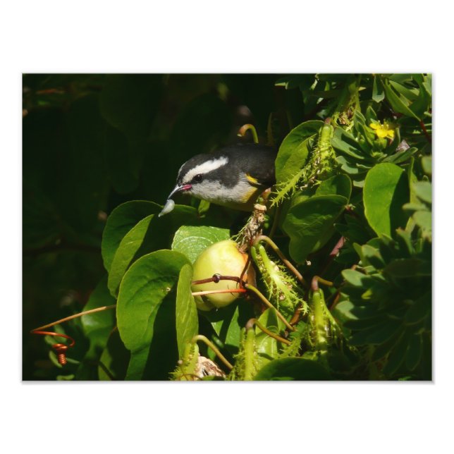 Banankvitfågel som äter tropisk fotografering fototryck (Framsidan)