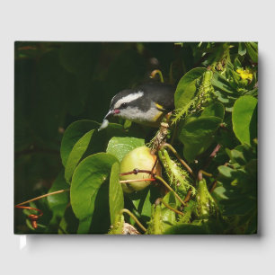 Banankvitfågel som äter tropisk fotografering gästböcker