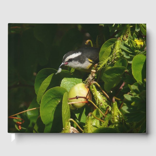 Banankvitfågel som äter tropisk fotografering gästböcker (Framsida)
