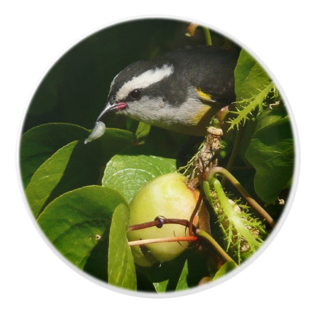 Banankvitfågel som äter tropisk fotografering knopp (Framsidan)