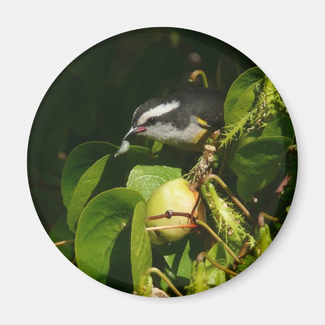 Banankvitfågel som äter tropisk fotografering magnet (Framsidan)
