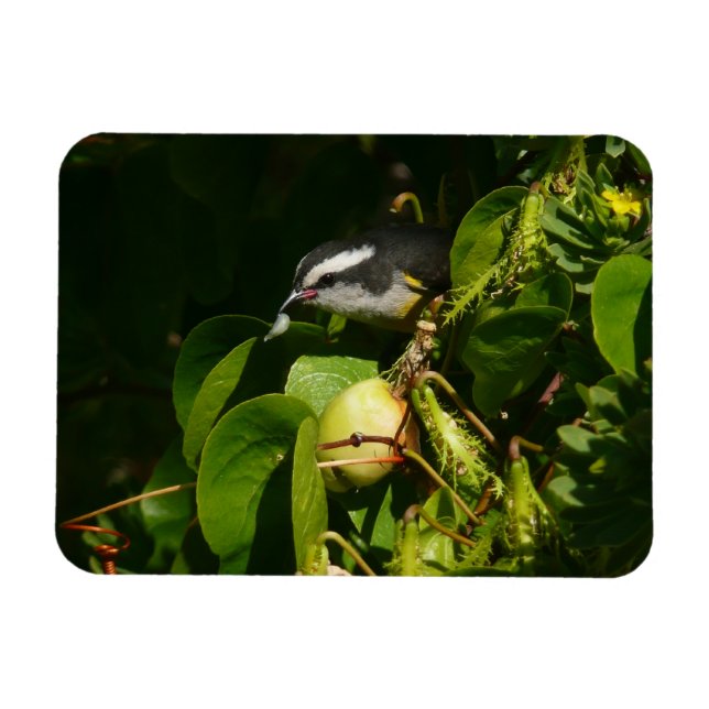 Banankvitfågel som äter tropisk fotografering magnet (Horisontell)