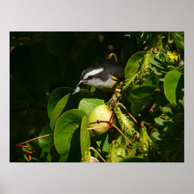 Banankvitfågel som äter tropisk fotografering poster (Framsidan)