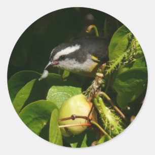 Banankvitfågel som äter tropisk fotografering runt klistermärke