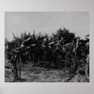 Bananodling, Trinidad, c.1891 Poster