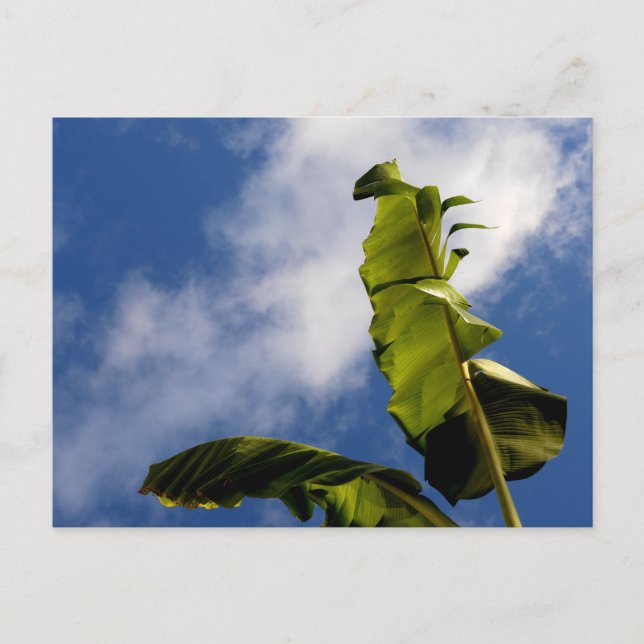 Bananskalblad  vykort (Framsida)