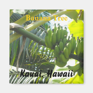 Bananträd, Kauai, Hawaii Magnet