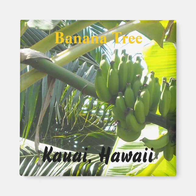 Bananträd, Kauai, Hawaii Magnet (Framsidan)