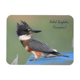 Band Kingfisher (omogen) Magnet