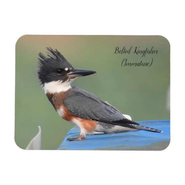 Band Kingfisher (omogen) Magnet (Horisontell)
