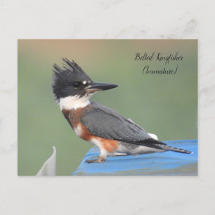 Band Kingfisher (omogen) Vykort