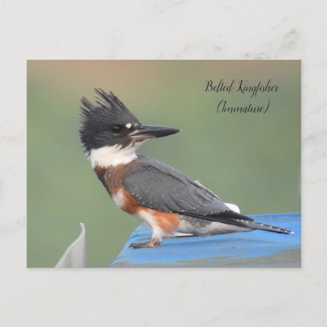 Band Kingfisher (omogen) Vykort (Framsida)