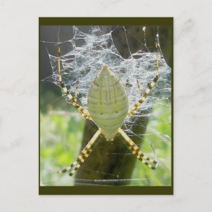 Bandat Argiope Spider Dorsal View-vykort Vykort