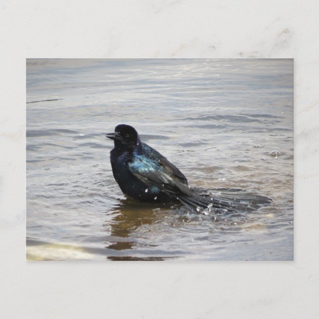 Bandbadet vykort (Framsida)