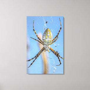 Banded Argiope Orb Weaver - Argiope trifasciata Canvastryck