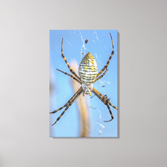 Banded Argiope Orb Weaver - Argiope trifasciata Canvastryck (Framsida)