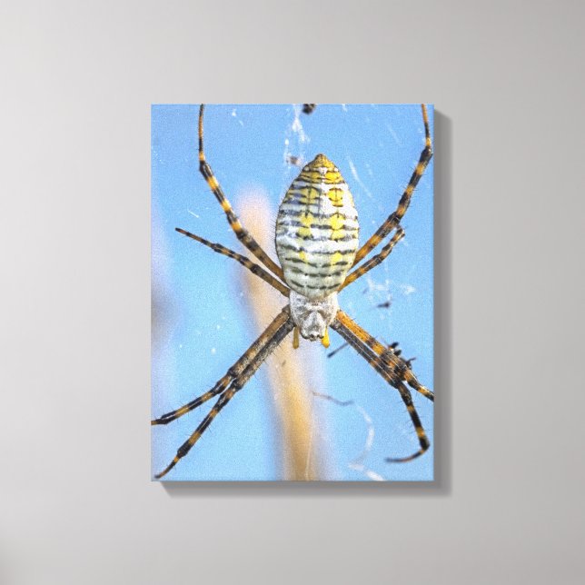 Banded Argiope Orb-webbsspindel - Argiope trifasci Canvastryck (Framsida)