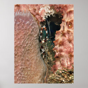 Banded Coral Shrimp in the Sponge Poster