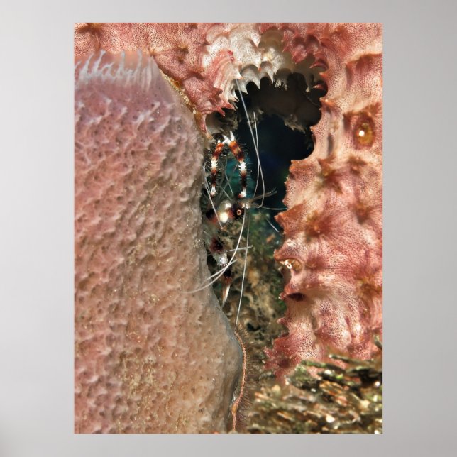 Banded Coral Shrimp in the Sponge Poster (Framsidan)