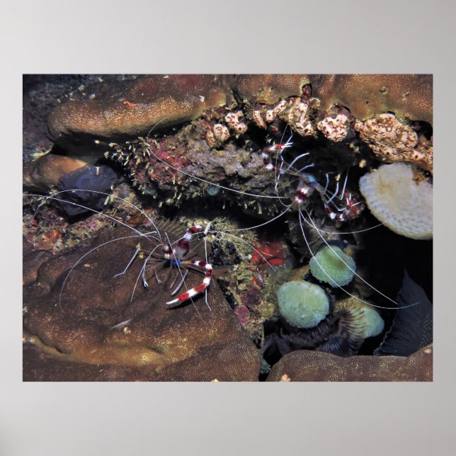 Banded Coral Shrimp Pair Poster (Framsidan)