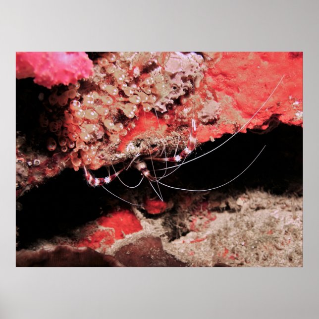 Banded Coral Shrimp Poster (Framsidan)